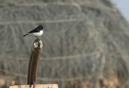 Variable wheatear